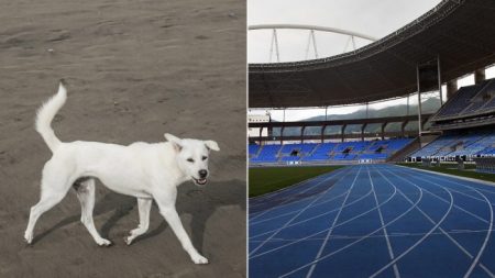 Perro callejero se suma a una carrera de 100 metros llanos y sale en tercer lugar