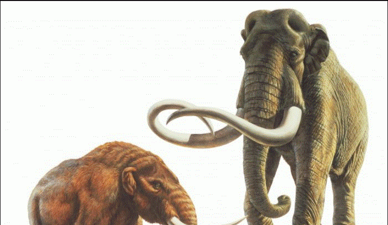 Ilustración de un mastodonte (izquierda) y un mamut adulto (derecha) (Cortesía del Museo de Historia Natural del Condado de Los Ángeles)