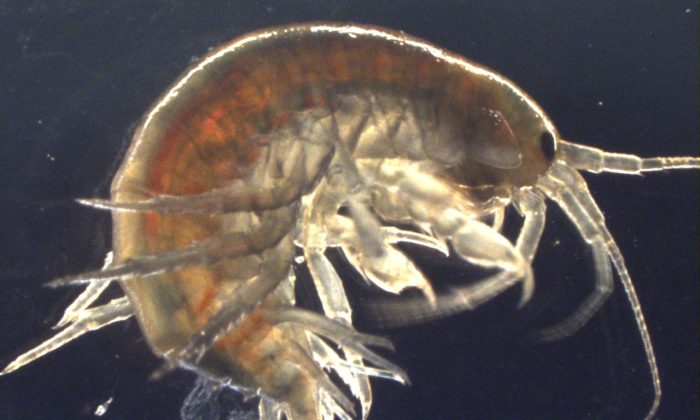 Un camarón de agua dulce (Gammarus pulex) estudiado por científicos del Reino Unido, que encontraron cocaína en todas las muestras recolectadas en el condado de Suffolk en el este de Inglaterra. El estudio, escrito por investigadores del King's College London y la Universidad de Suffolk, fue publicado el 1 de mayo de 2019. (King's College London)