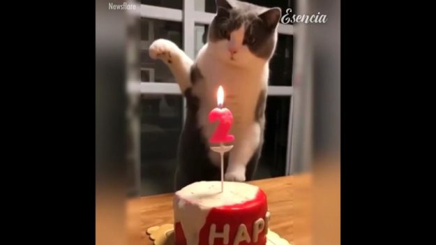 ¡Estos gatos traviesos y divertidos te harán el día!