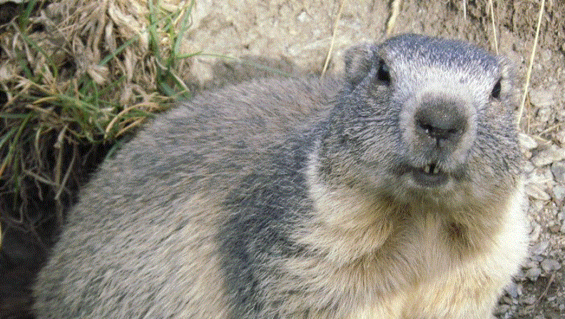 Foto de archivo de una marmota. (François Trazzi/ Wikimedia Commons)