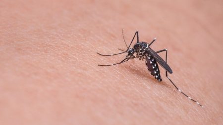 Luego de una picadura de mosquito, niña de 7 años es incapaz de reconocer a sus padres