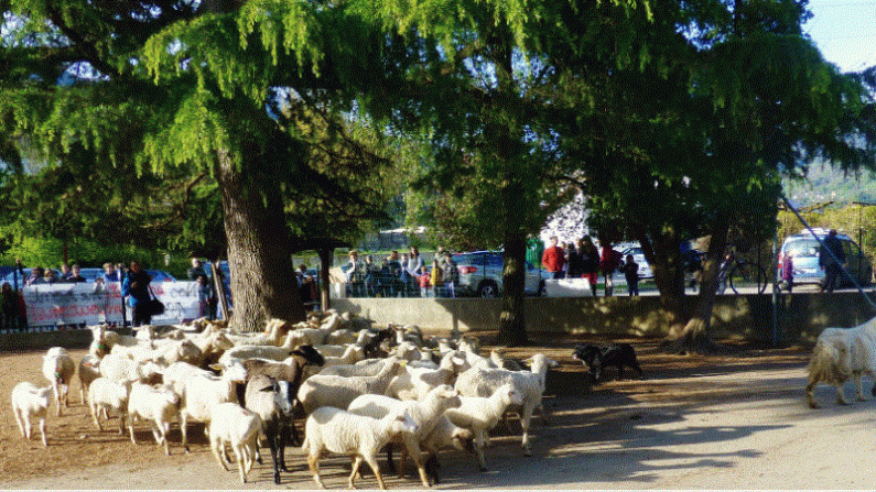 Un grupo de ovejas ingresan a la escuela Crêts en Belledonne el 7 de mayo de 2019. (Gobierno local de Crêts en Belledonne)