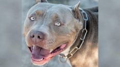 Papás no logran que su bebé con gripe se sienta bien, luego el pitbull rescatado entra en acción