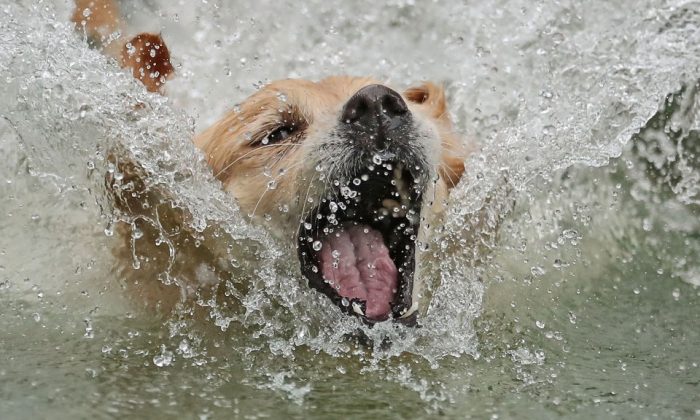 Foto de archivo que muestra a Kaylee, una Golden Retriever, saltando a una piscina de agua durante la Exposición de amantes de los perros de Melbourne 2018 en Australia el 4 de mayo de 2018. (Scott Barbour/Getty Images)