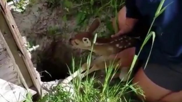 Rescatan a ciervo bebé atrapado en una agujero y el reencuentro con su mamá es de amor total