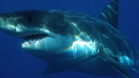 Mujer pesca un tiburón de 540 kilos y lo devuelve a su hábitat