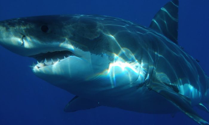 Imagen de archivo de un tiburón. (Skeeze/Pixabay)