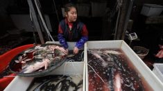 El pescado y el pollo de China contienen antibióticos nocivos para los seres humanos y el medio ambiente