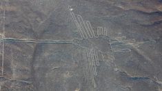 Las aves de las líneas de Nazca no son lo que se creía