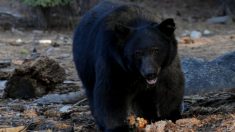 Oficiales de vida silvestre terminan con la vida de oso negro que no temía a humanos ni a sus selfies