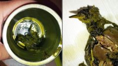 Mujer queda atónita al encontrar un pájaro muerto dentro de una lata de espinacas