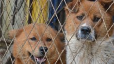 La foto viral de dos perritas abrazadas en un refugio revela una triste verdad