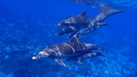 Delfín en duelo no puede aceptar la muerte de su cría y la empuja en aguas de Florida