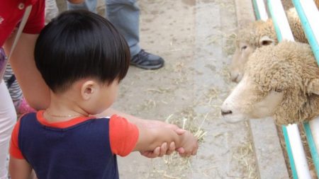Niño de 2 años contrae una infección y muere luego de acariciar los animales de un zoológico