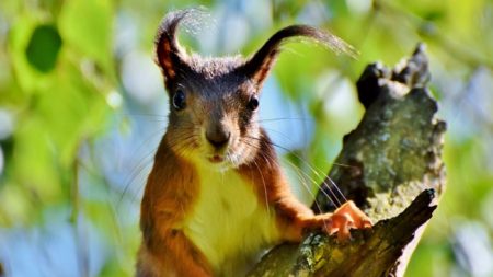 Buscan a un hombre que daba metanfetamina a una ardilla de pelea para que fuera más agresiva