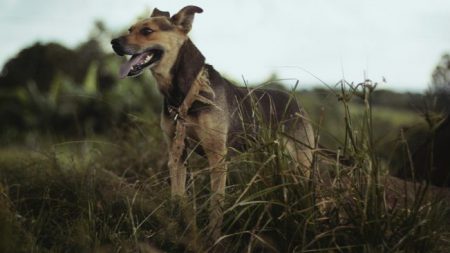 Un perro desentierra un hueso humano que podría pertenecer a una mujer desaparecida