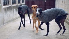 Galgos que ya no sirven para correr o cazar son desechados como residuos en España