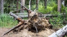 Descubren los restos de un adolescente de hace 1000 años debajo de un árbol luego de una tormenta