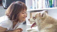 Perrita husky salva 3 veces la vida de su dueña gracias a que olfateó su cáncer