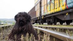 Un maquinista chileno frena el tren para rescatar a un perrito encadenado a las vías