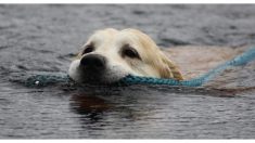 Un chico se metió a una laguna congelada para salvar a un perro y el final es muy triste