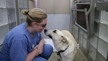 Filman a perrita callejera que llega a una farmacia y pide que le curen una herida