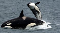Canadá aprueba ley “Free Willy” que prohíbe tener en cautiverio a ballenas y delfines