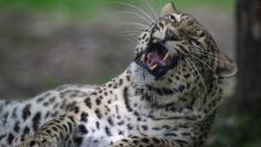 Un leopardo mata al hijo de dos años de un empleado del Parque Nacional de Kruger