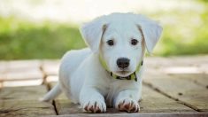 Niño autista en Argentina ofrece su bicicleta a cambio de su perrito que se le extravió