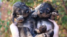 Hombre deja su trabajo para solo viajar con 2 cachorros que rescató del medio de la carretera