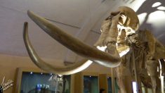 Ganadero encuentra colosal mamut que podría tener 20.000 años, dentro de su propiedad
