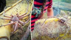 Valiente mujer encuentra una araña cazadora del tamaño de un plato y la rescata con una escoba