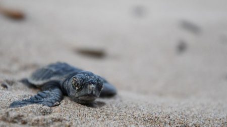 Arrestan a una mujer china pinchando y pisando huevos de tortugas protegidas en playas de Miami