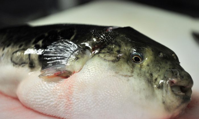 Un pez globo, también conocido como fugu en Japón, sobre una tabla de cortar. (Yoshikazu Tsuno/AFP/GettyImages)