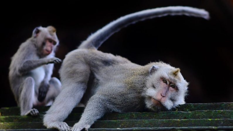 Monos de cola larga de Bali, Macaca fascicularis, en el Bosque Sagrado de los Monos en Ubud, Bali, Indonesia, el 16 de noviembre de 2018. (GABRIEL BOUYS/AFP/Getty Images)