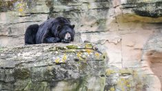 Policía se vio obligada a matar a un joven oso negro que turistas mal acostumbraron