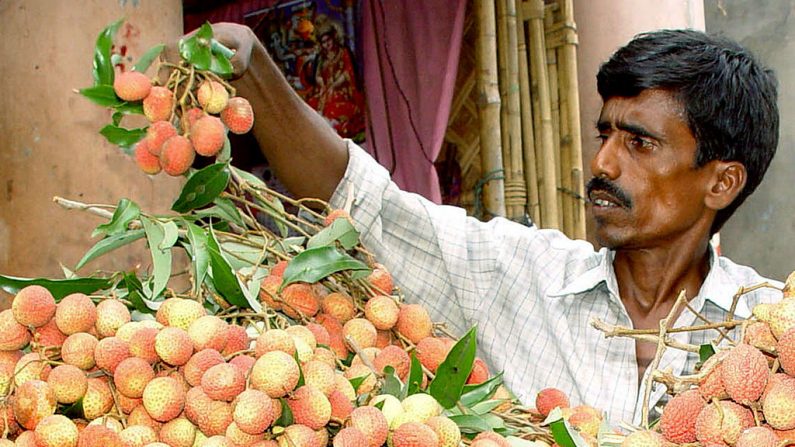 El vendedor indio de frutas Ratan Das organiza una exhibición de lichis en su puesto en Agartala. La fruta popular cultivada en la India. Los lichis se deben comer dentro de las 72 horas de la recolección (STR/AFP/Getty Images)