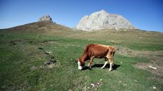 «Chupacabras» dejan vacas mutiladas en Bordenave y otras regiones de Argentina