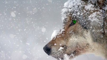 Cuando paseaba por el río encuentra una cabeza de lobo gigante de 40.000 años de antigüedad