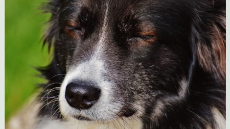 Perrito con un ancla de hierro atada al cuello, se salva a tiempo de su destino final en el río