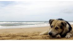 Perro paralizado se arrastra por la playa y todos lo ignoran, pero una modelo decide actuar