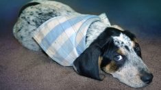 Perrito herido y congelado sobrevive gracias a un amigo guardián que no se apartó durante días