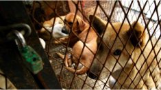 62 perritos se salvan justo a tiempo de ser comidos en un festival de carne en China