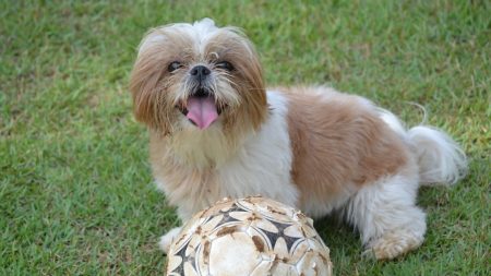 La dentadura del hombre dormido desaparece hasta que ve la nueva y divertida sonrisa de su perro