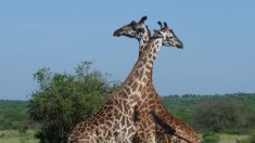 Un rayo mató a dos jirafas en el parque de Florida, confirma un informe
