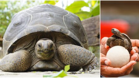 Tortuga gigante de Galápagos da a luz 9 diminutos bebés en el zoológico de Zurich