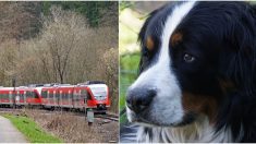 Maquinista chileno ve una “mancha” en la vía y frena: ¡había un perrito atado a las rieles del tren!