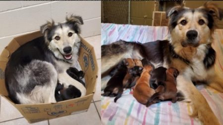 Rescatan a perra y sus 9 cachorros arrojados a un vertedero de basura en una caja sellada