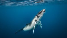 Una ballena de 23.000 kilos mete a un buzo bajo su aleta para protegerla de los tiburones